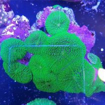 ماشروم روداکتی سبز