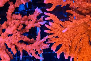 راهنمای رنگ آمیزی مرجان های دریایی SPS