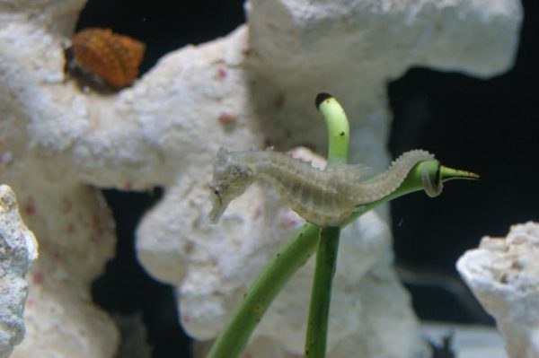 اسب دریایی زرد