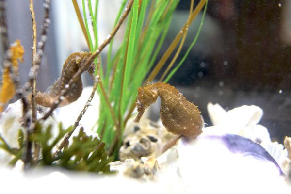 اسب دریایی زرد