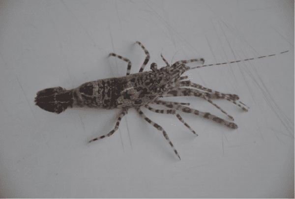 میگوی مرمری