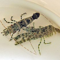 میگوی مرمری