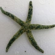 ستاره دریایی انگشتی