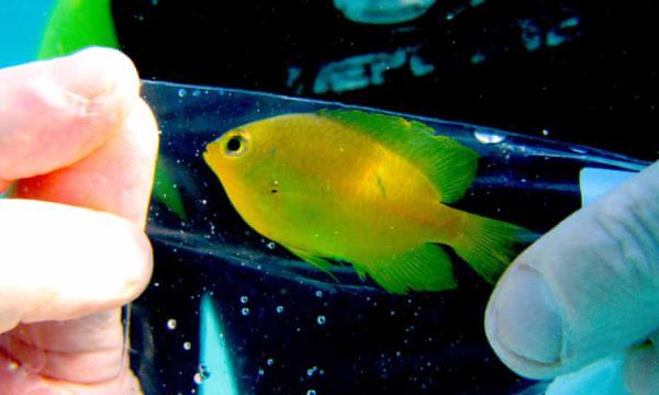 دامسل لیمویی