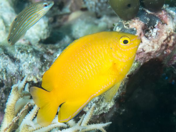 دامسل لیمویی