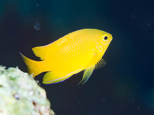 دامسل لیمویی