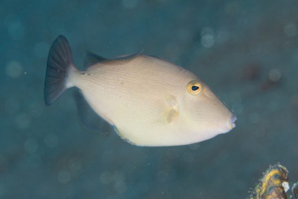 ماشه ماهی قهوه ای