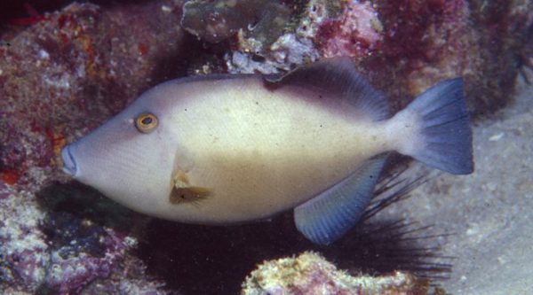 ماشه ماهی قهوه ای