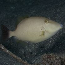 ماشه ماهی قهوه ای