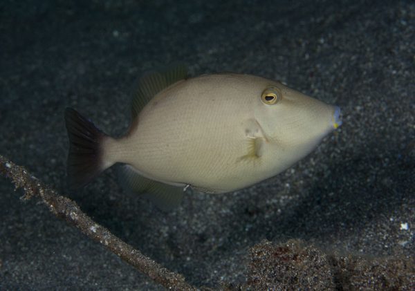 ماشه ماهی قهوه ای