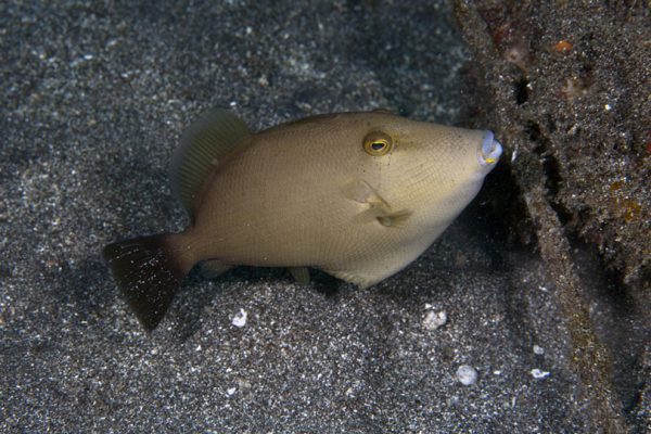 ماشه ماهی قهوه ای