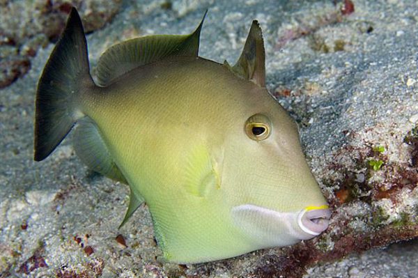 ماشه ماهی قهوه ای