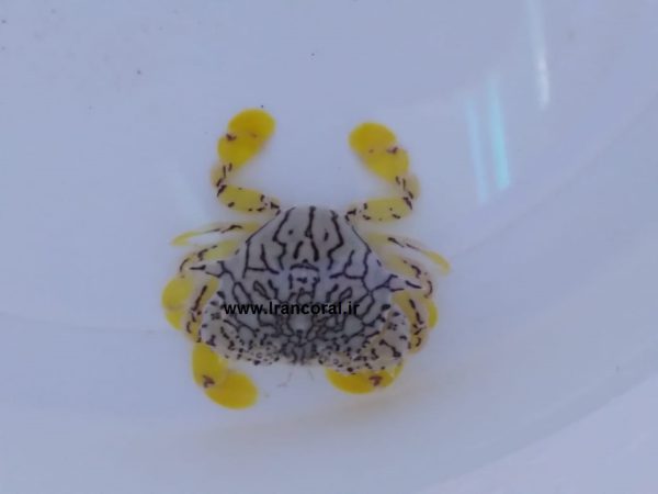 خرچنگ ماه گل