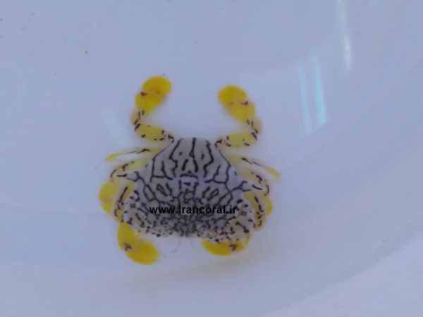 خرچنگ ماه گل