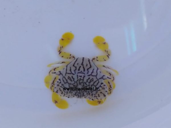 خرچنگ ماه گل