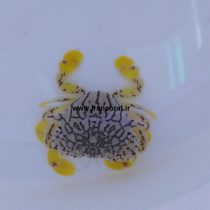 خرچنگ ماه گل