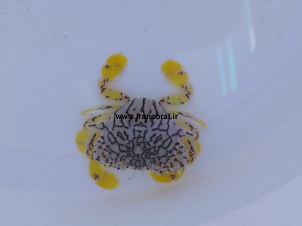 خرچنگ ماه گل