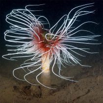 شقایق آتشین