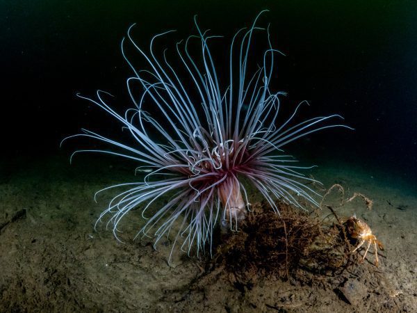 شقایق آتشین