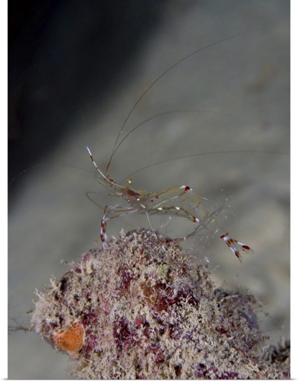 میگوی کلینر شیشه ای