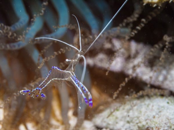 میگوی کلینر شیشه ای