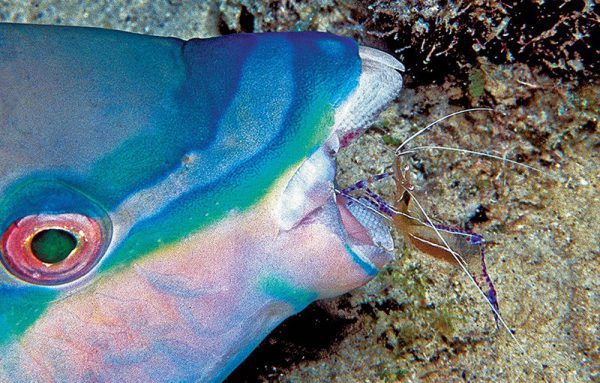 میگوی کلینر شیشه ای