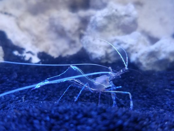 میگوی کلینر شیشه ای