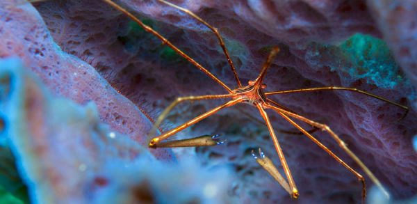 خرچنگ عنکبوتی