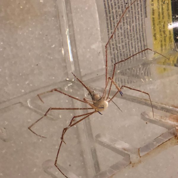 خرچنگ عنکبوتی