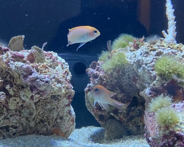 دامسل اسمیت