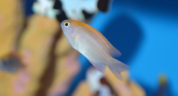 دامسل اسمیت