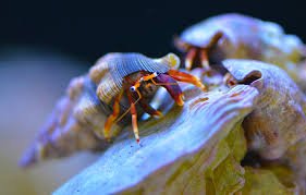 هرمیت پا نارنجی