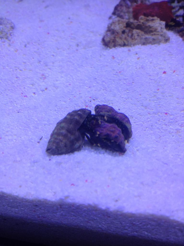 هرمیت پا نارنجی