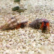 هرمیت پا نارنجی