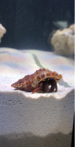 هرمیت پا نارنجی