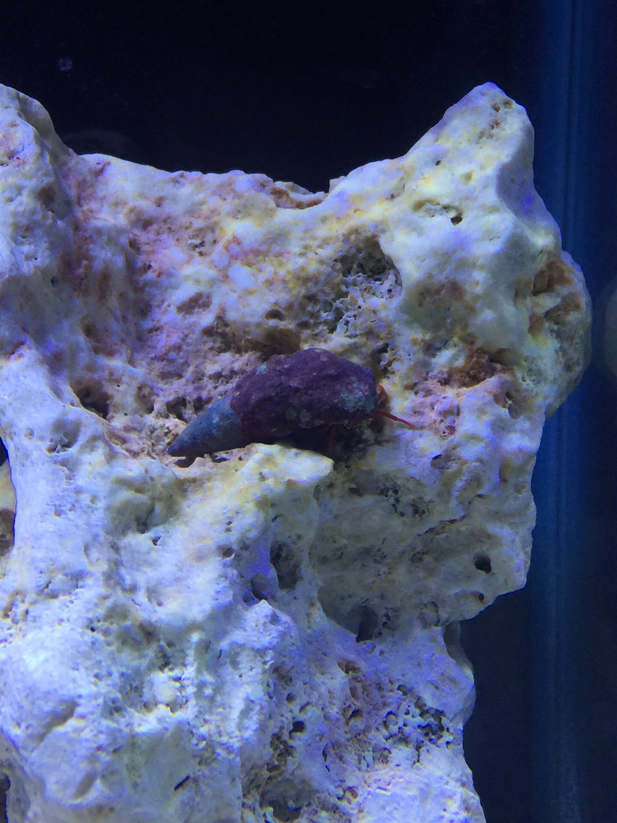 هرمیت پا نارنجی