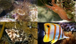 راهنمایی نهایی حذف آپتزیا