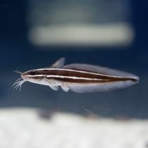 گربه ماهی مرجانی