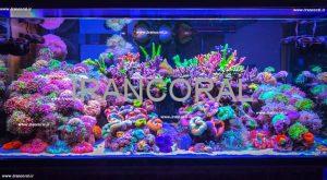 10 محصول که نگهداری از آکواریوم های مرجانی را آسان می کند