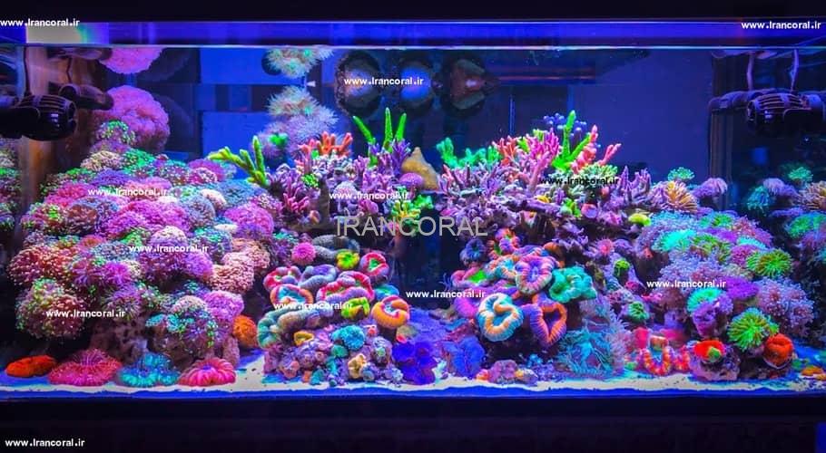 10 محصول که نگهداری از آکواریوم های مرجانی را آسان می کند