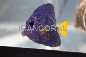 بررسی کامل چرخه زندگی بیماری ایک