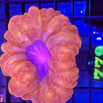 مرجان سینارینا قرمز