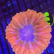 Cynarina Button Coral
