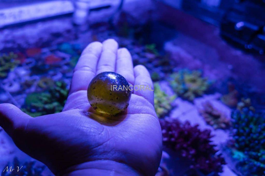 روش های طبیعی از بین بردن بابل آلجی