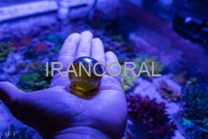 روش های طبیعی از بین بردن بابل آلجی