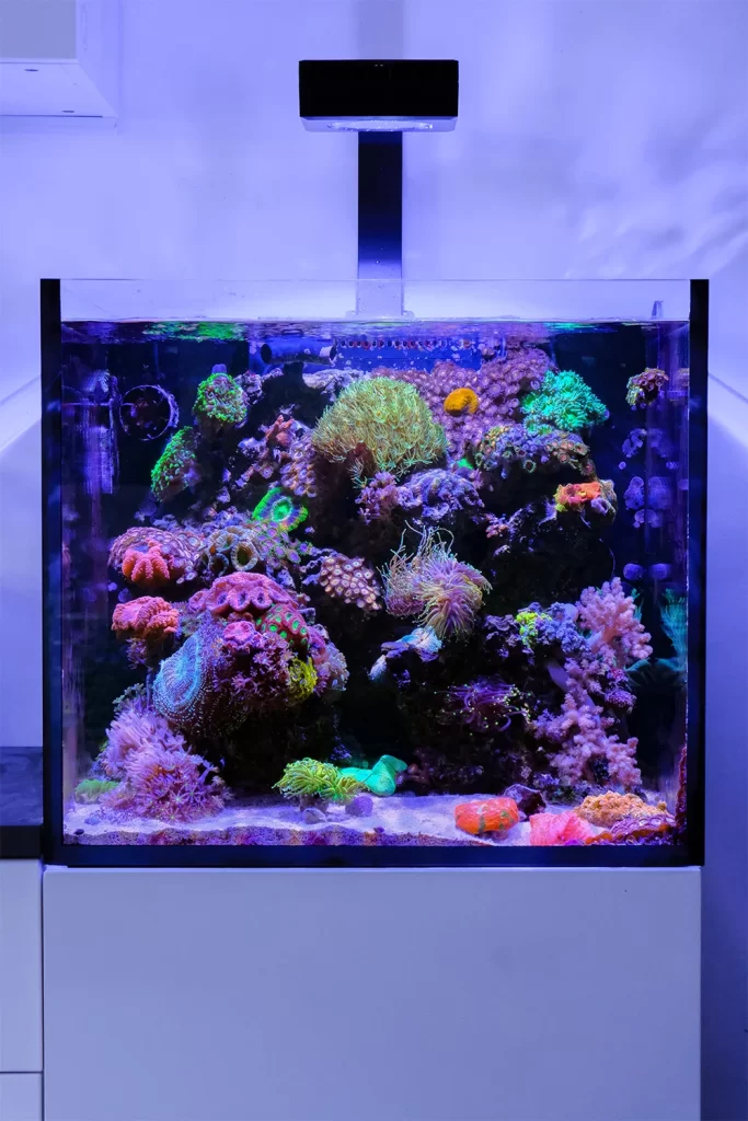 آیا نگهداری از یک آکواریوم آب شور سخت است ؟