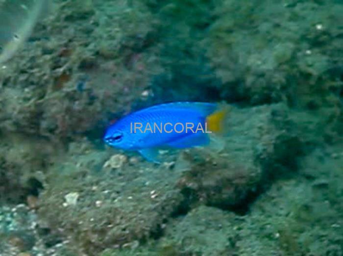 دامسل سیمیلار دم زرد