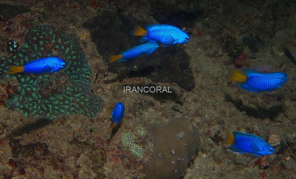 دامسل سیمیلار دم زرد