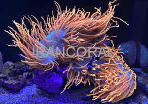 چرا جریان در یک آکواریوم مرجانی بسیار مهم است؟