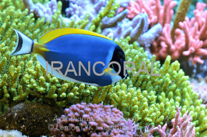 10 جلبک خوار برتر برای آکواریوم های مرجانی